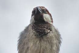 Image of Italian Sparrow