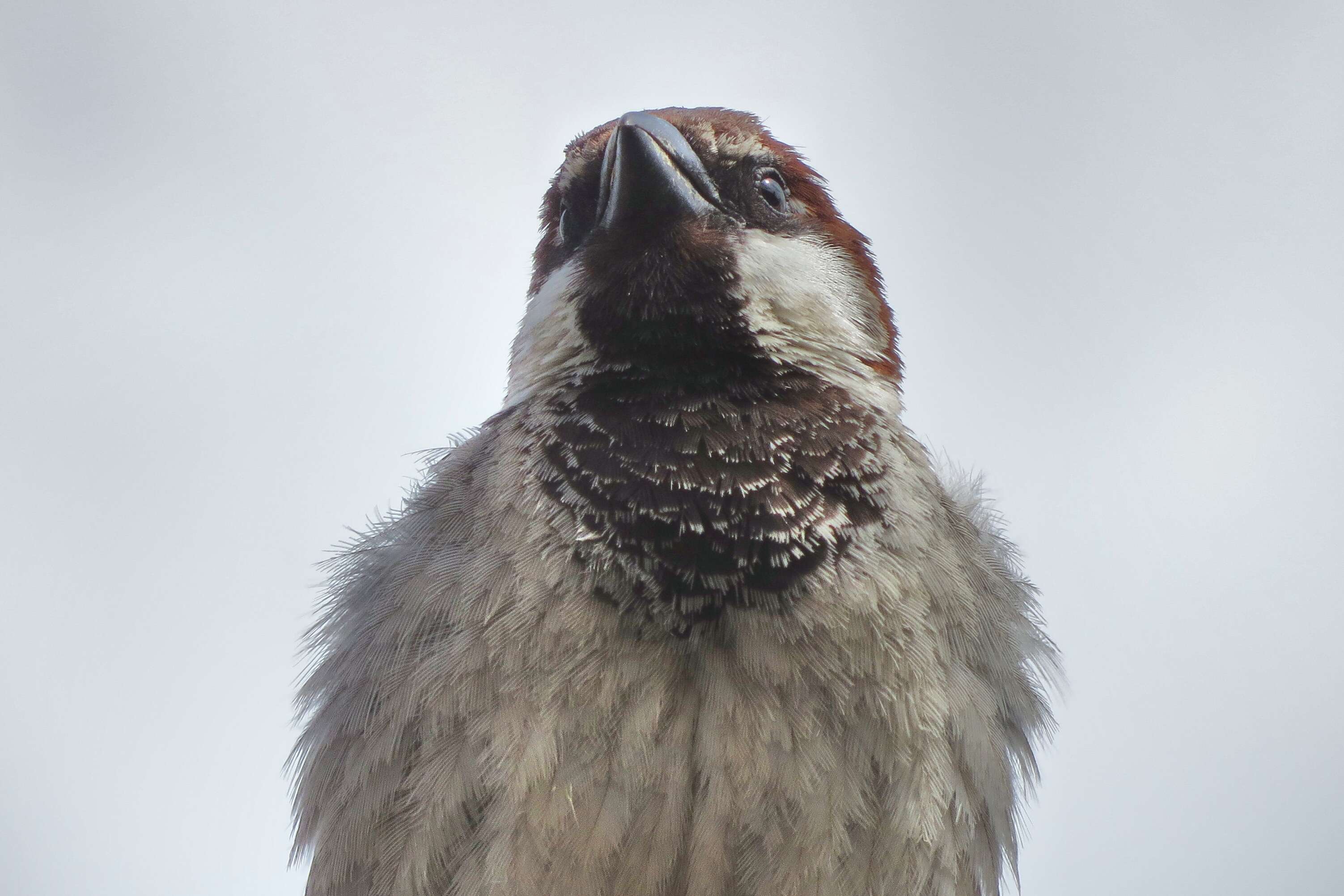 Image of Italian Sparrow