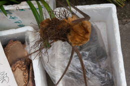 Image of Chain Fern Rhizome