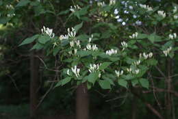 Image of Amur honeysuckle