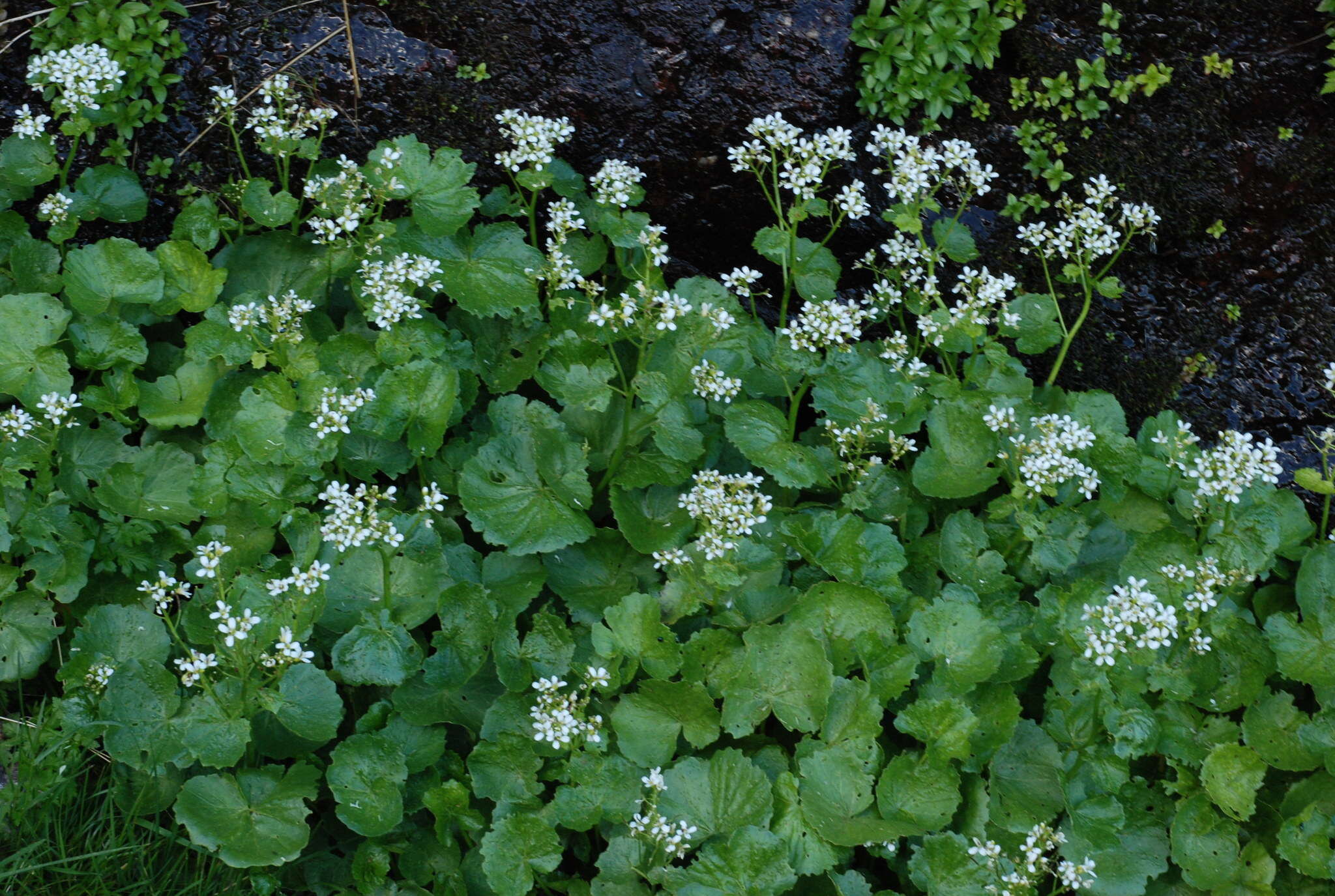 Imagem de Cardamine asarifolia L.