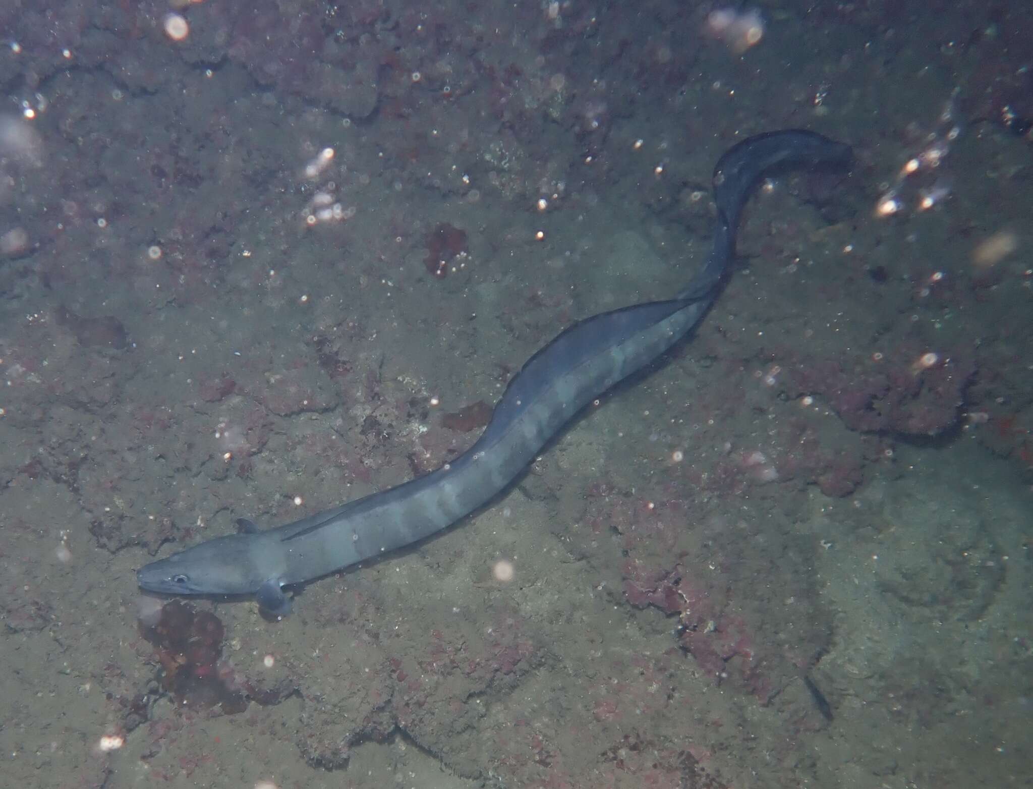 Image of Ash-colored conger eel