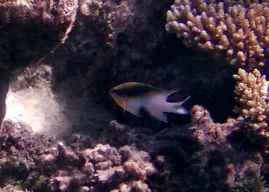 Image of Black-vent damsel