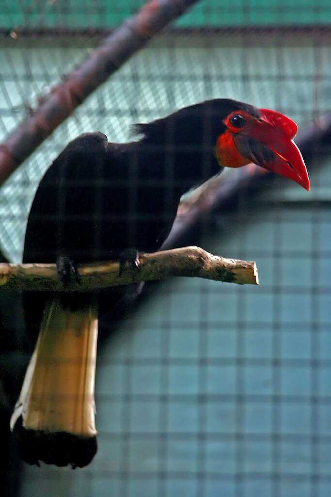 Image of Writhed Hornbill