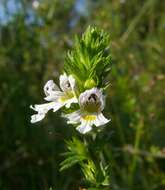 Imagem de Euphrasia officinalis subsp. officinalis