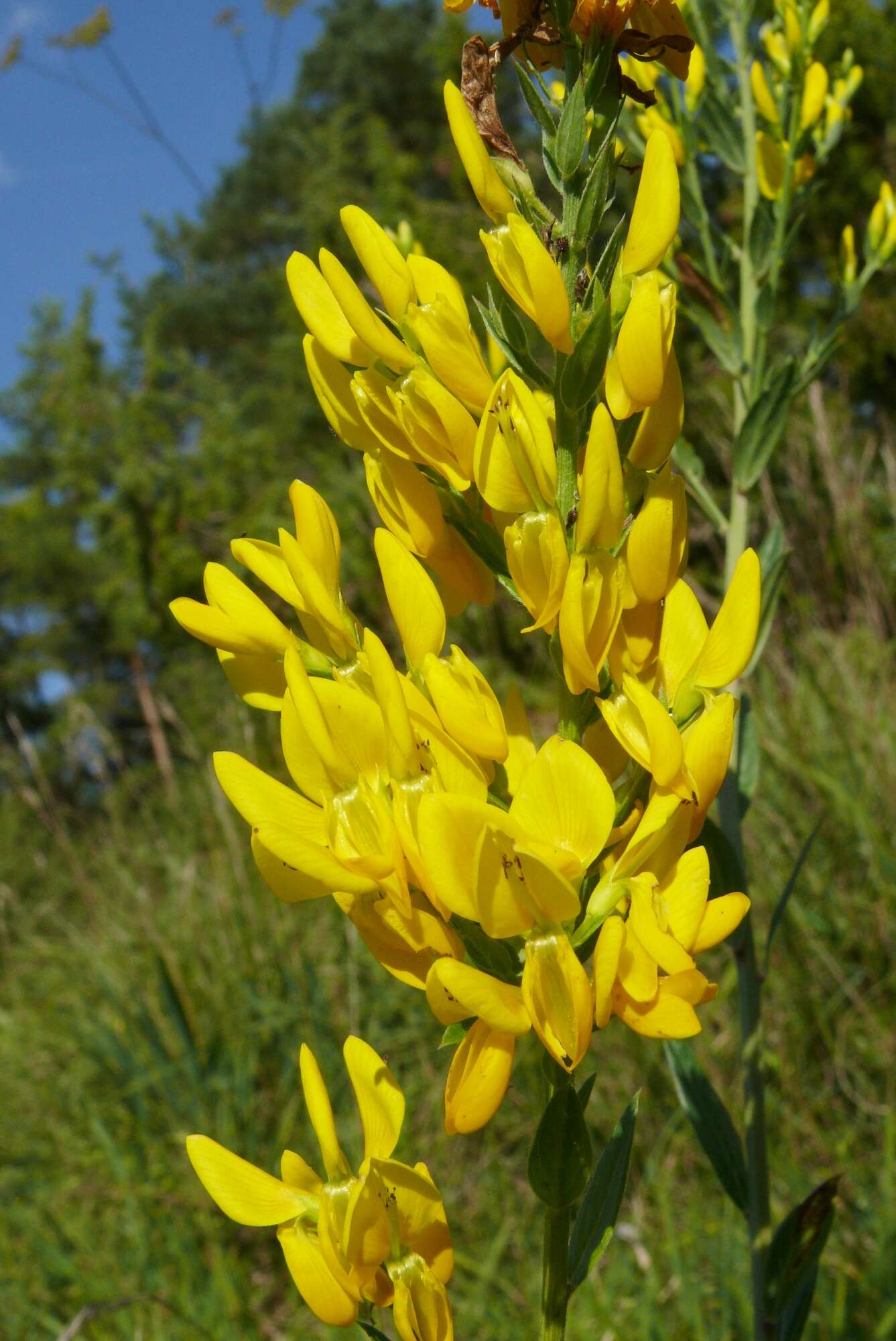 Imagem de Genista tinctoria L.