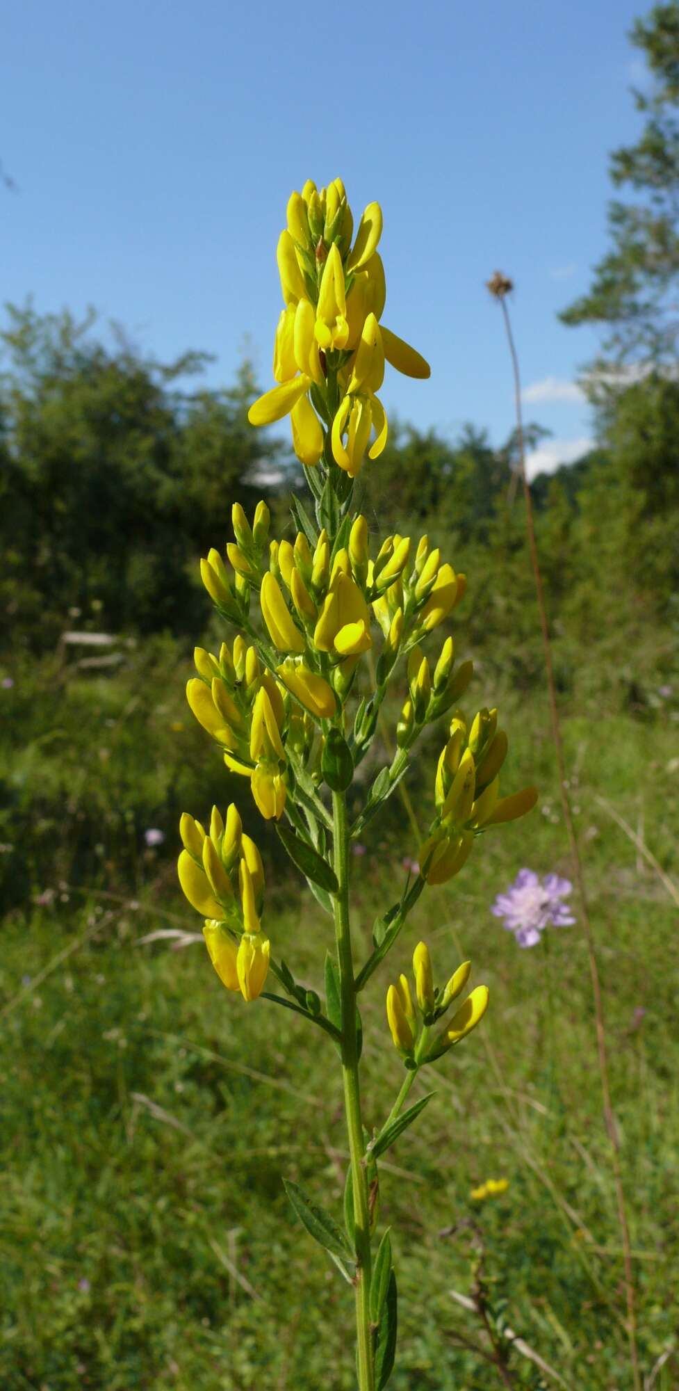 Imagem de Genista tinctoria L.