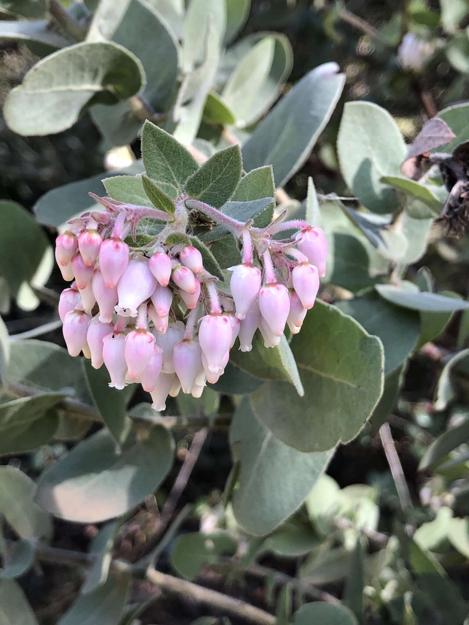 Слика од Arctostaphylos auriculata Eastw.