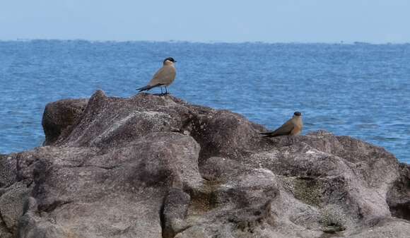 Image of Madagascan Pratincole