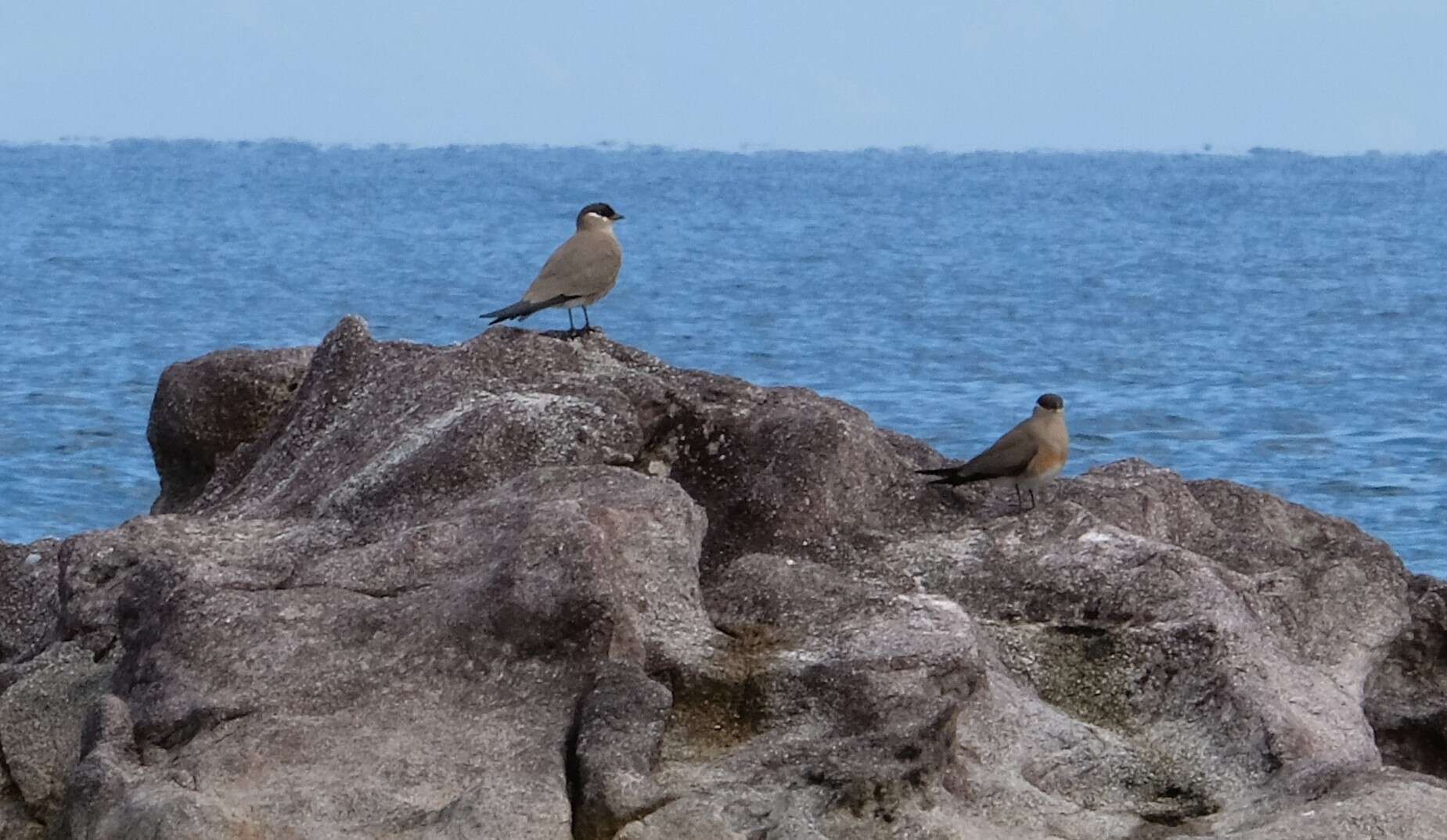 Image of Madagascan Pratincole