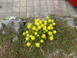 Image of cushion spurge