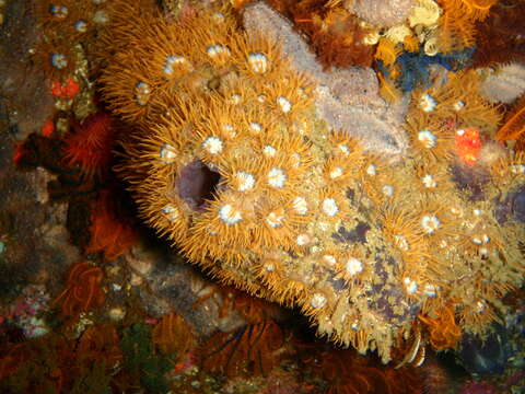 Image of Cunjevoi sea squirt