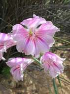 Imagem de Gladiolus caryophyllaceus (Burm. fil.) Poir.