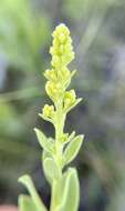 Image of velvety goldenrod