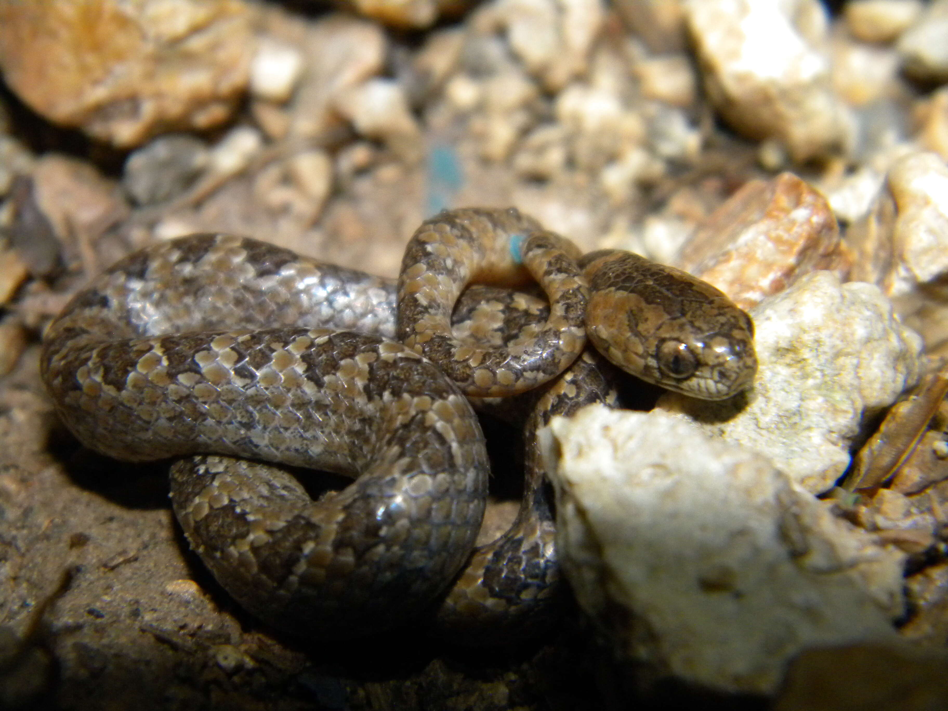 Image of Pigmy Snail Sucker