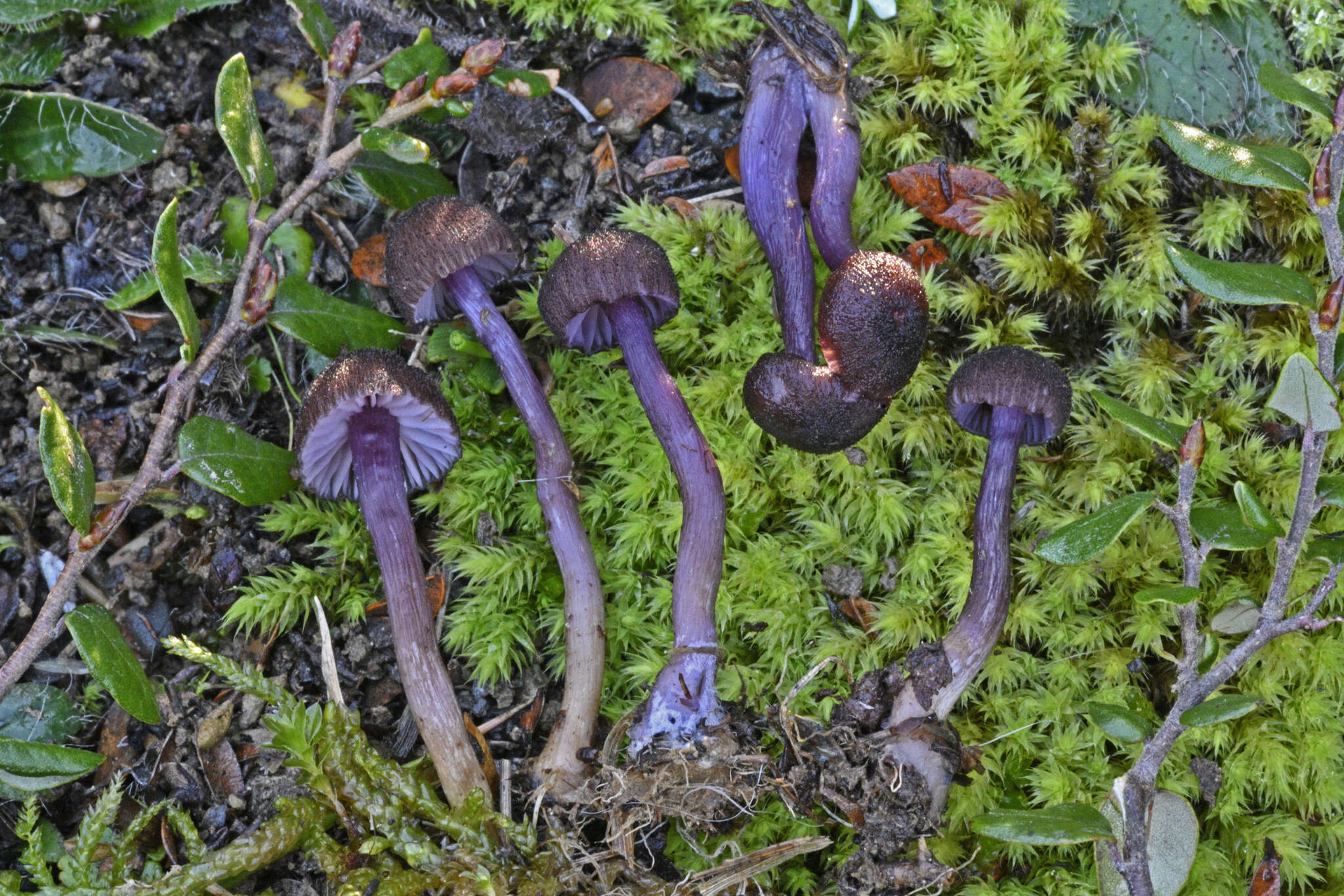 Laccaria violaceonigra G. Stev. 1964 resmi