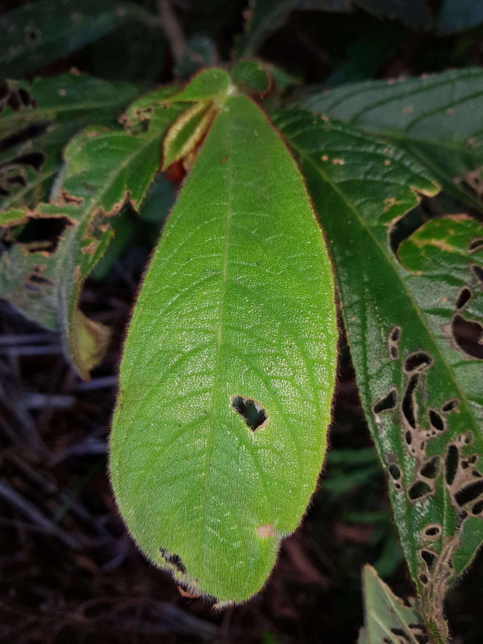 Imagem de Columnea purpurata Hanst.