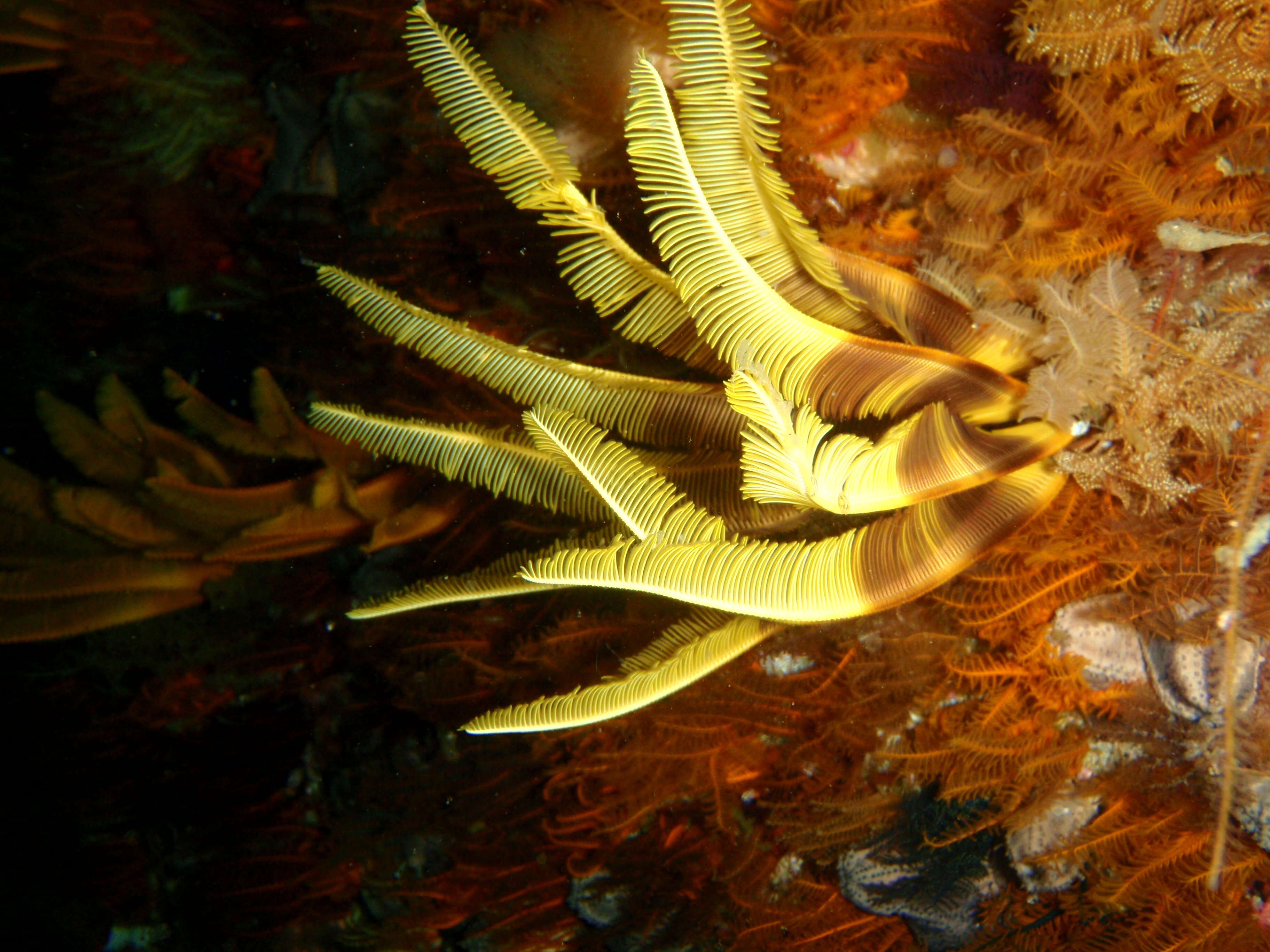 Image of elegant feather star