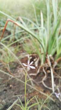 Image of Sieruela conrathii (Burtt Davy) Roalson & J. C. Hall