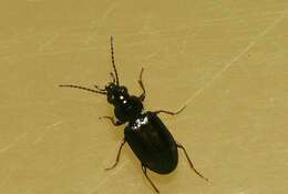 Bembidion (Trepanedoris) doris (Panzer 1796)的圖片