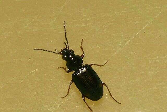 Bembidion (Trepanedoris) doris (Panzer 1796)的圖片