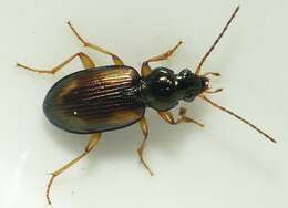 صورة Bembidion (Peryphus) femoratum Sturm 1825