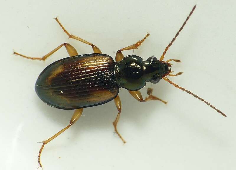 Plancia ëd Bembidion (Peryphus) femoratum Sturm 1825