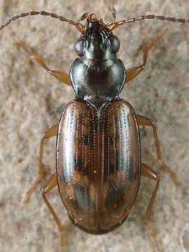 Bembidion (Diplocampa) fumigatum (Duftschmid 1812)的圖片