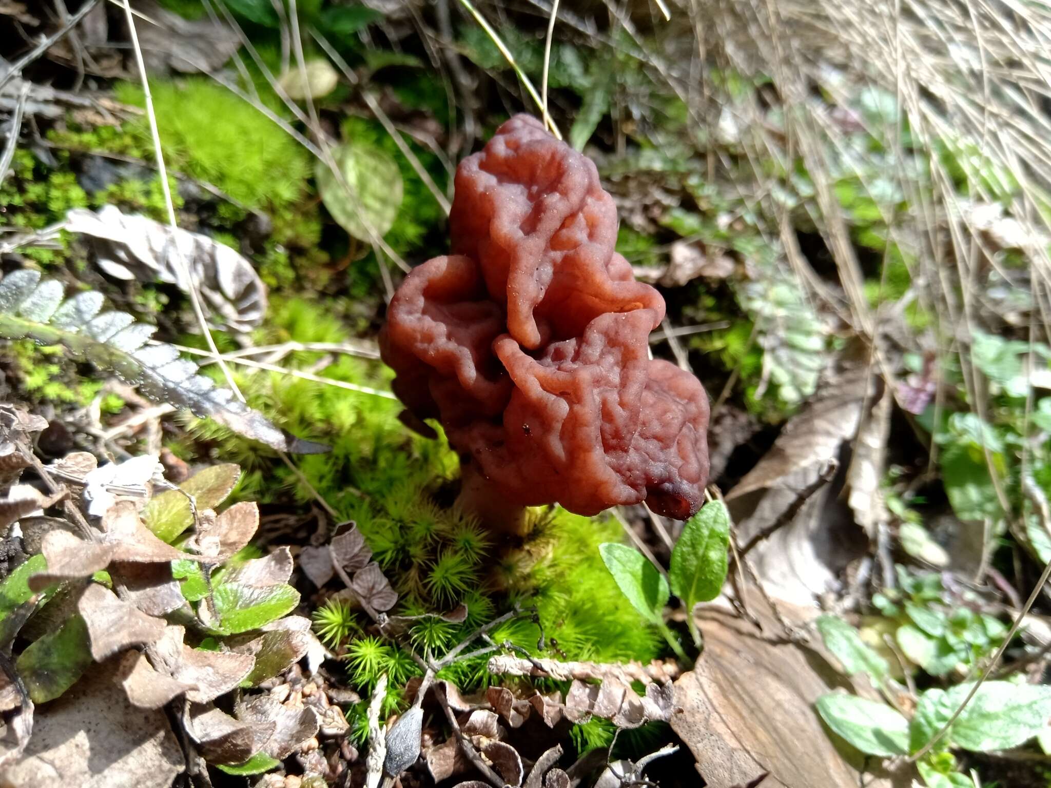 Image of <i>Gyromitra antarctica</i> Rehm