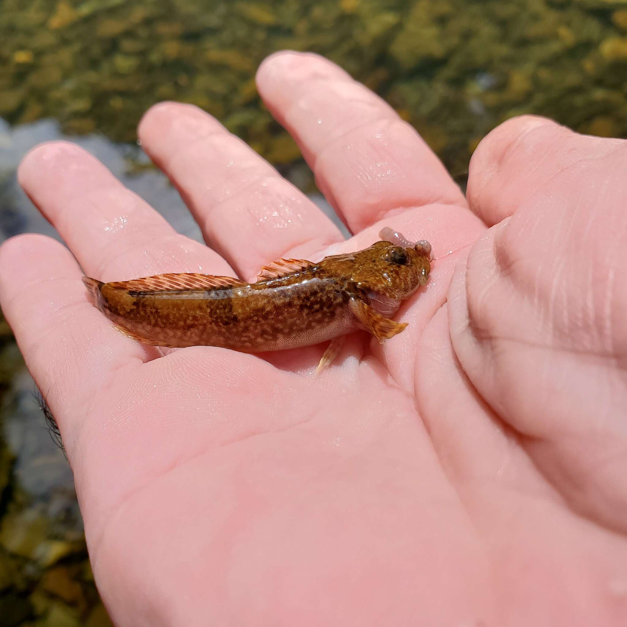 Image of Blue Ridge Sculpin