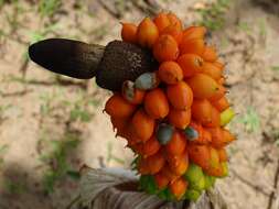 Image of Amorphophallus dracontioides (Engl.) N. E. Br.