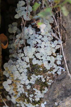 Image of Crassula nemorosa (Eckl. & Zeyh.) Endl. ex Walp.