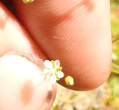 Imagem de Sabulina californica (A. Gray) Dillenb. & Kadereit