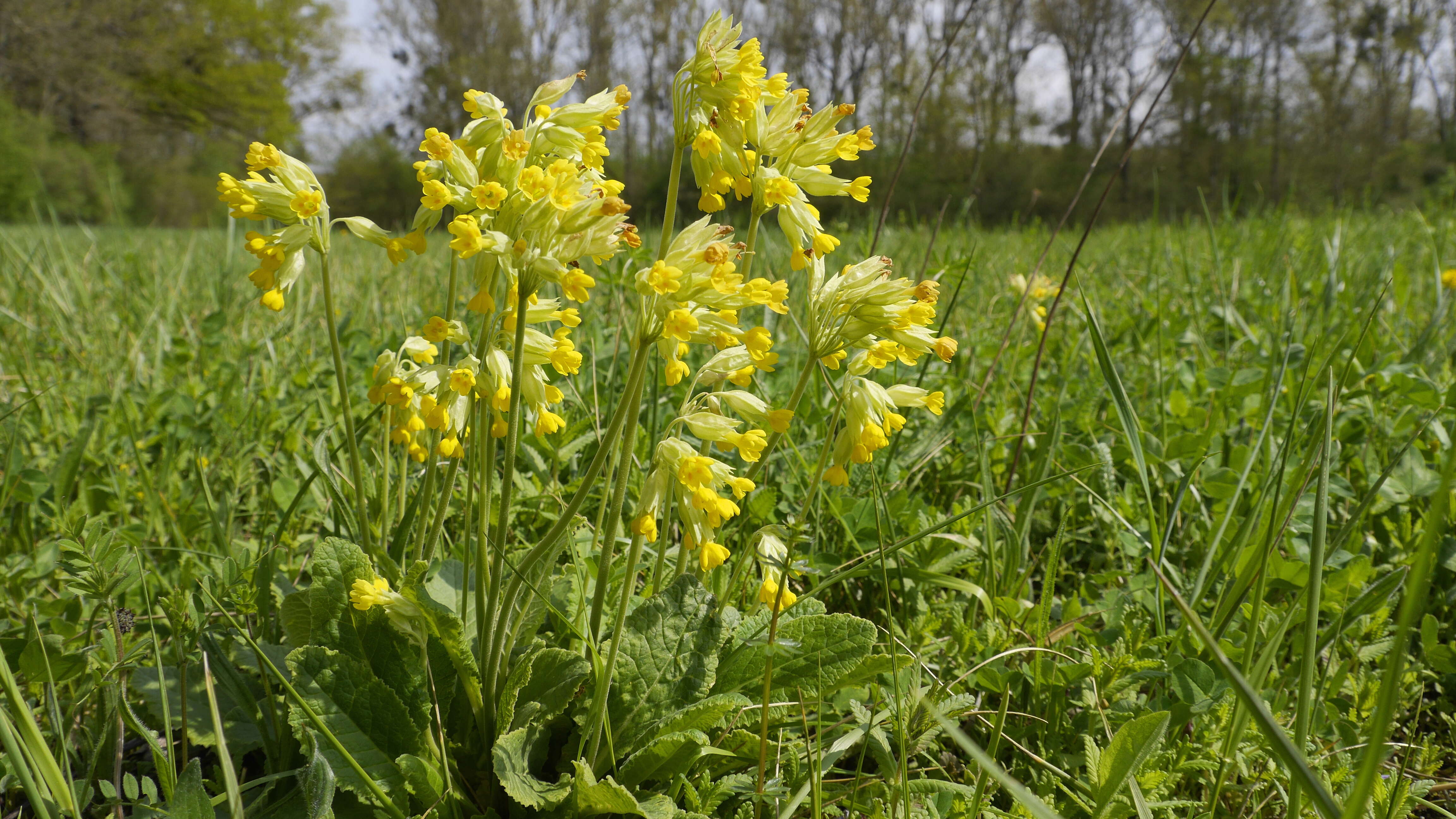 Image of Cowslip