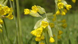 Image of Cowslip