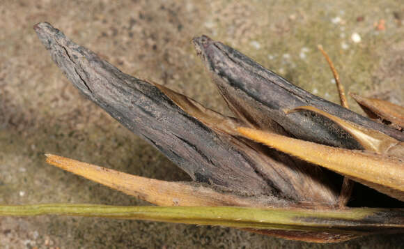 Image of Ergot