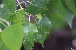 Image of Taphrina populi-salicis Mix 1947