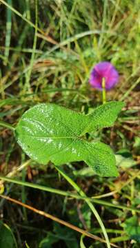 Image of Ipomoea emetica Choisy