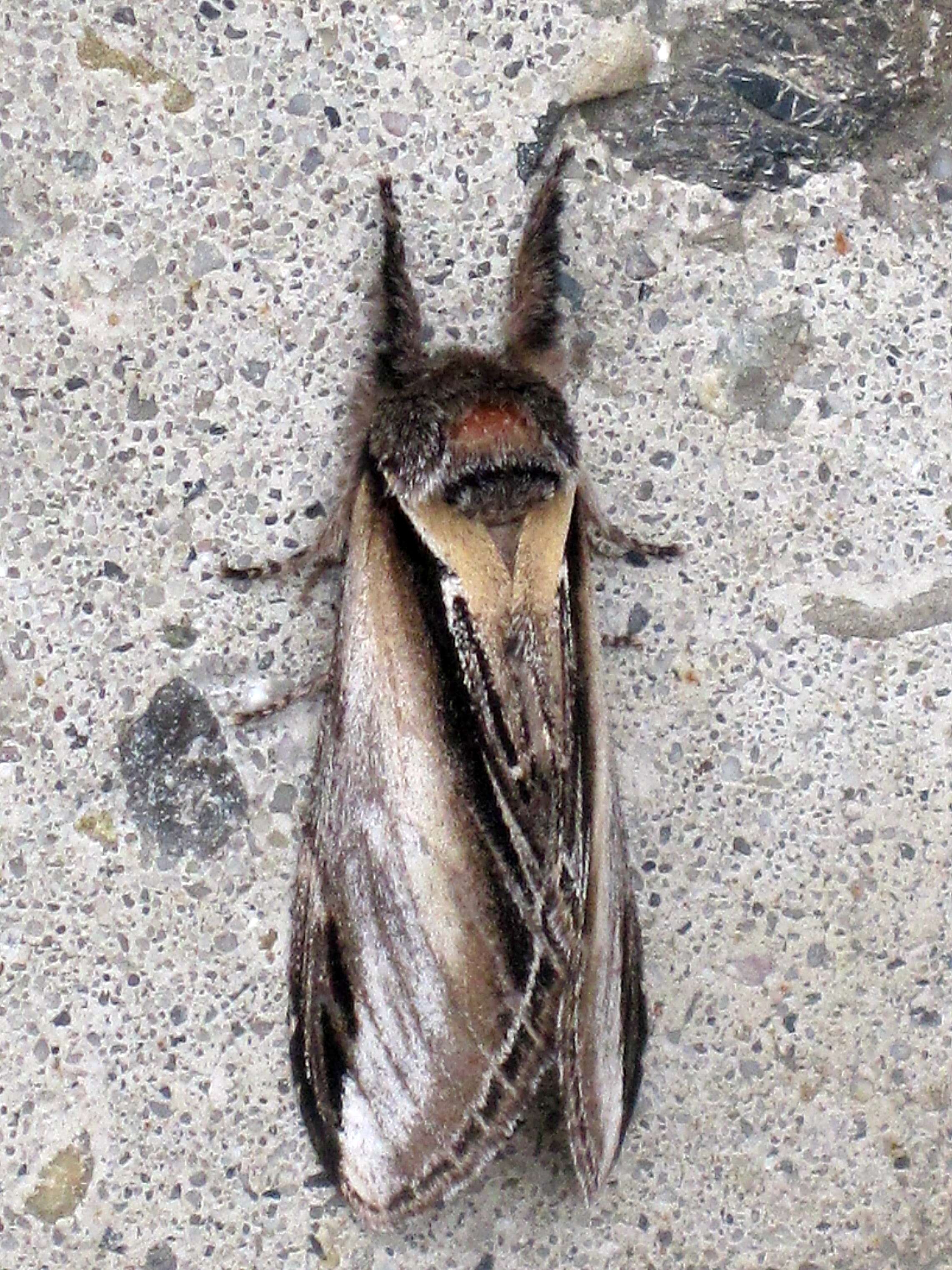 Image of Greater Swallow Prominent