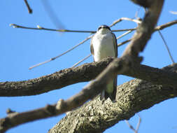 Tachycineta leucorrhoa (Vieillot 1817) resmi