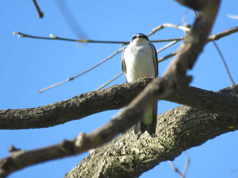 Image of White-rumped Swallow