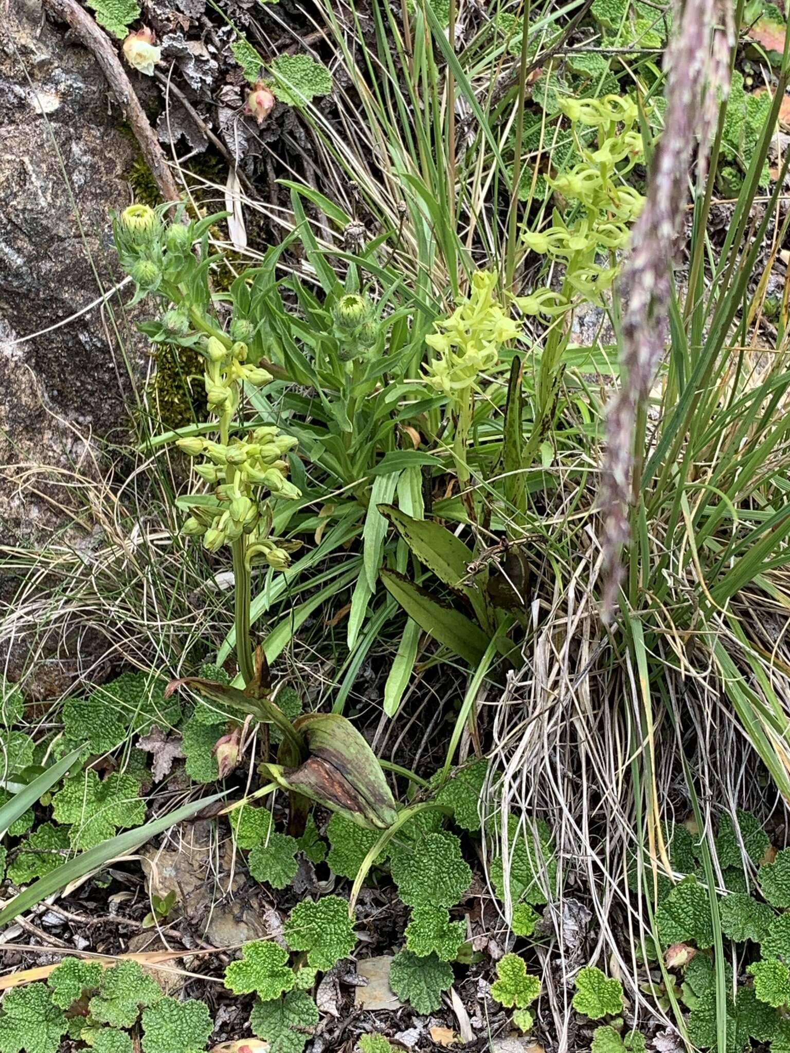 Image of Platanthera pachyglossa Hayata