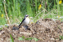 Image of Oenanthe oenanthe oenanthe (Linnaeus 1758)