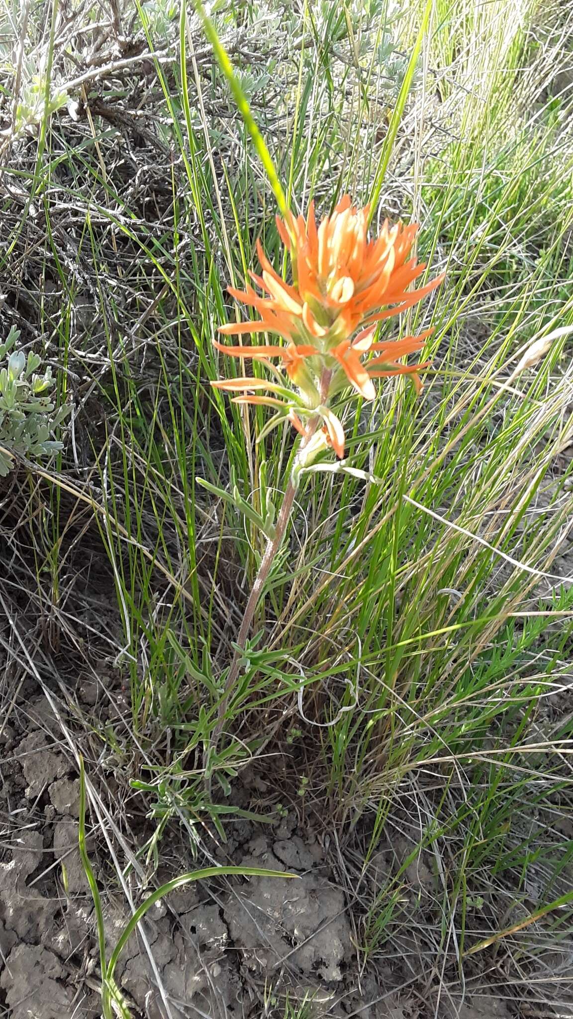 Image of acute Indian paintbrush