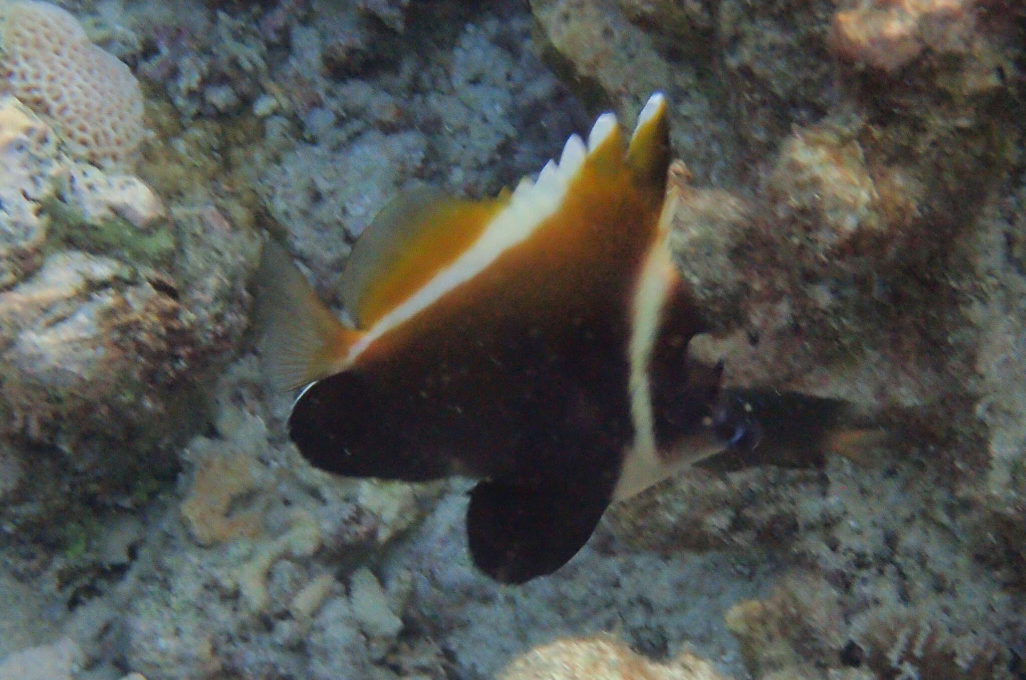 Image of Indian Ocean Bannerfish