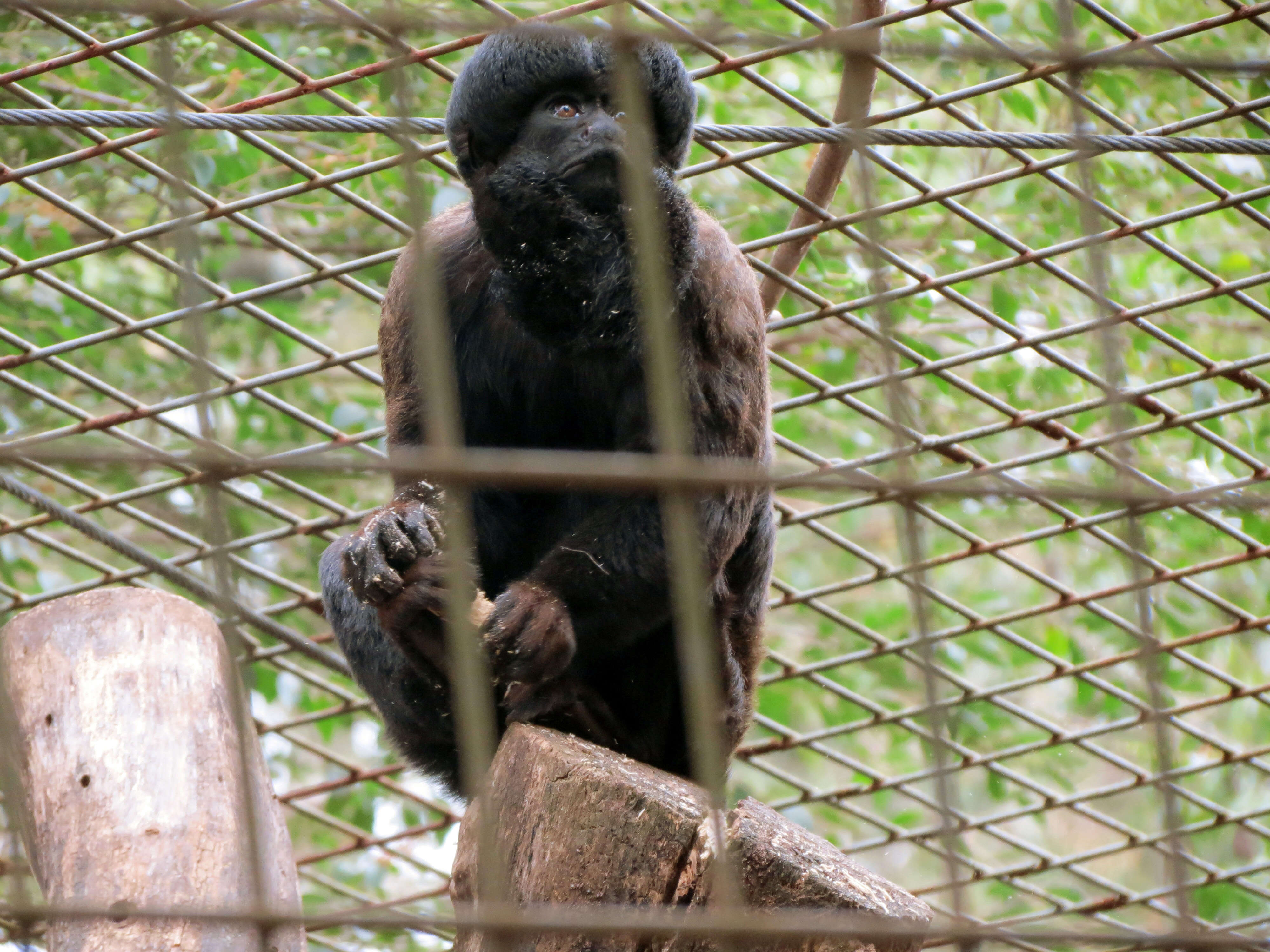 Image of Uta Hick's Bearded Saki