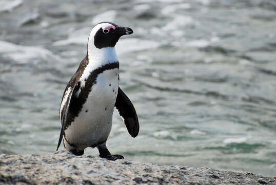 Image of African Penguin