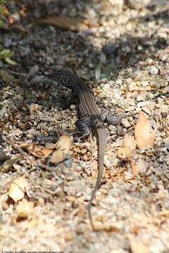 Image of Aspidoscelis tigris punctilinealis (Dickerson 1919)