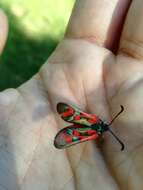 Image of Zygaena oxytropis Boisduval 1828