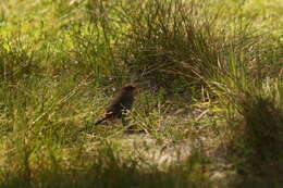 Image of Red-eared Firetail